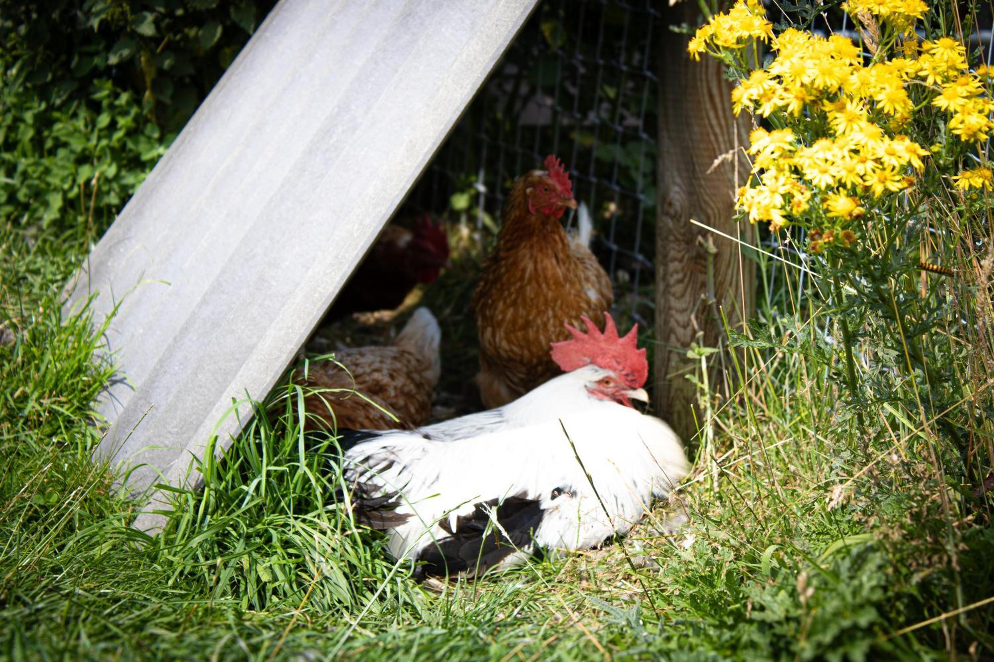 Home Farm & Lodge Bawtry Zewnętrze zdjęcie
